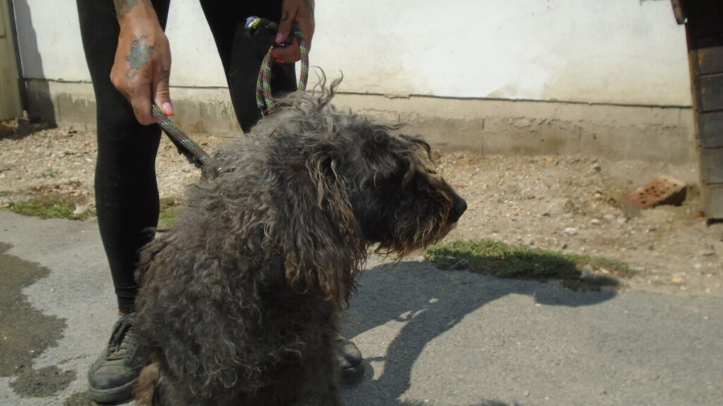 Suzyna Herz für Ungarnhunde e.V.