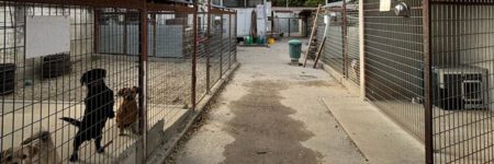 da5761aa-4b16-43b0-9ffd-Tierheim