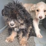 20251007_111407Ruby und Ronja