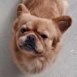 7445e99a-75e3-4df7-93b1-3187e99918bbPikacsu