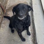 974bfc6b-625c-402b-aa1d-Dongo