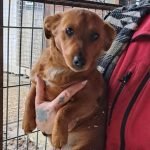 kutya-orokbefogadas-2252025-benso-20251205-145610-576x1024