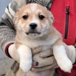 kutya-orokbefogadas-bess-kisfiu-2-20251230-1405100-balu