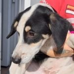 kutya-orokbefogadas-brita-20251014-131257-576x1024