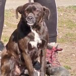 kutya-orokbefogadas-clio-20250210-124550-rotated