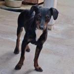 kutya-orokbefogadas-feki-20250728-150313-rotated