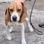 kutya-orokbefogadas-gino-20251007-133330-rotated