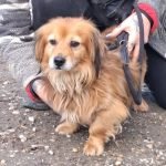 kutya-orokbefogadas-grul-20250113-135523-rotated