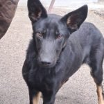 kutya-orokbefogadas-gusto-20251007-094203-rotated