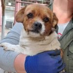 kutya-orokbefogadas-kike-20251014-144831-rotated