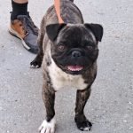 kutya-orokbefogadas-lancy-1712025-20250908-131442-rotated