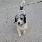 kutya-orokbefogadas-larson-20241102-130312-rotated