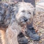 kutya-orokbefogadas-libego-20251104-145140-576x1024