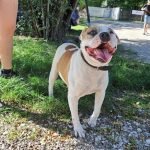 kutya-orokbefogadas-loki-20250920-103130-rotated