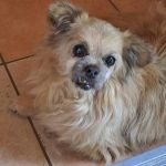 kutya-orokbefogadas-nolly-20250623-153941-rotated