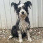 kutya-orokbefogadas-palma-palma