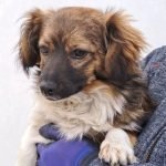 kutya-orokbefogadas-pituka-20250225-152156-rotated