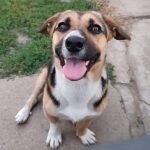 kutya-orokbefogadas-potyi-4624bf33-070c-4bec-aa9d-2923057052fc