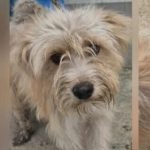 kutya-orokbefogadas-rezike-553248191-1102794815388109-2059941477142461154-n-576x1024