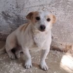 kutya-orokbefogadas-shimei-20250804-154319-rotated