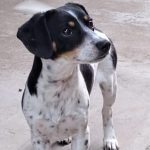 kutya-orokbefogadas-szana-20250728-145946-576x1024