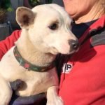 kutya-orokbefogadas-szendike-20250205-133703-576x1024