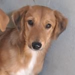 kutya-orokbefogadas-taffy-20241107-103820-rotated