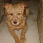 kutya-orokbefogadas-teo-dsc01081-rotated-768x1365