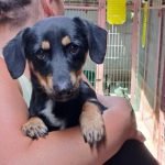 kutya-orokbefogadas-tixo-20250728-150721-rotated