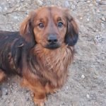 kutya-orokbefogadas-toopper-20251229-114321-rotated