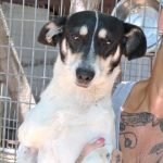 kutya-orokbefogadas-winky-20250618-134510-rotated